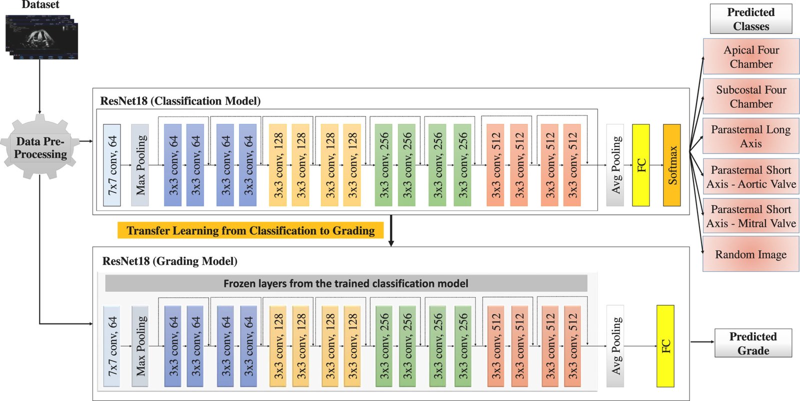 CACTUS: ResNet18 neural network classifying and grading apical four chamber cardiac ultrasound views from the CACTUS dataset