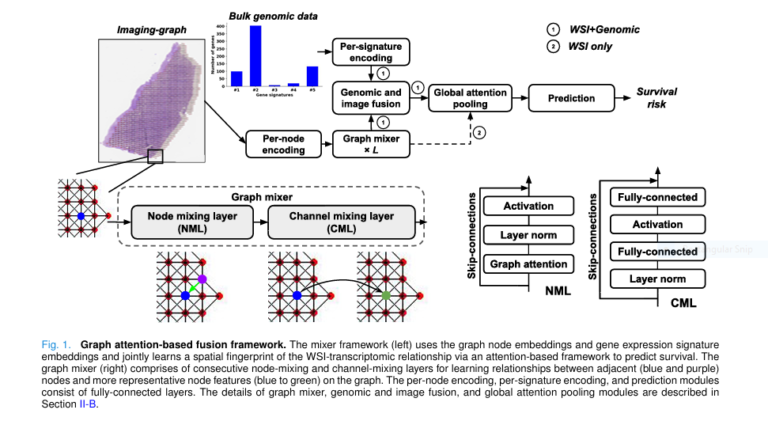 Graph Attention Model for Cancer Survival Prediction