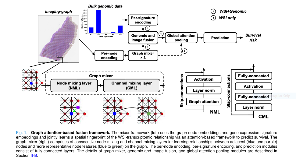 Graph Attention Model for Cancer Survival Prediction
