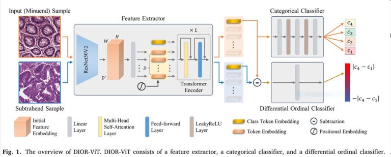 Diagram illustrating the DIOR-ViT architecture for differential ordinal classification in pathology images