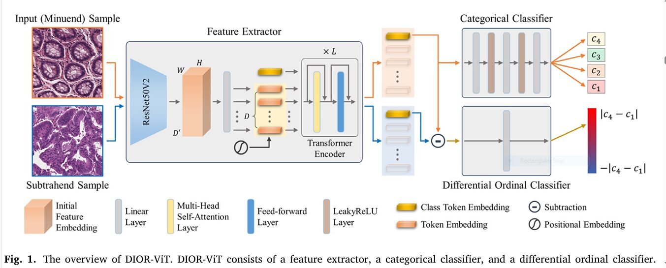 Diagram style illustration of a vision transformer comparing paired pathology tissue images to learn cancer grade ordering