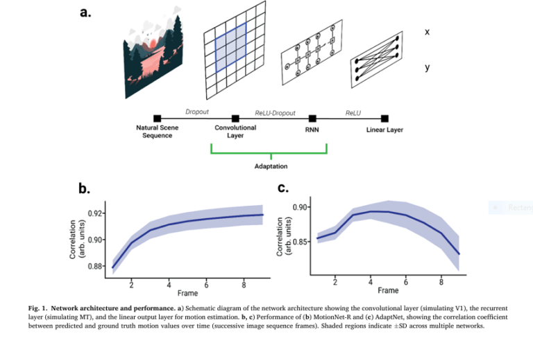 proposed model of Motion Processing and Neural Adaptation