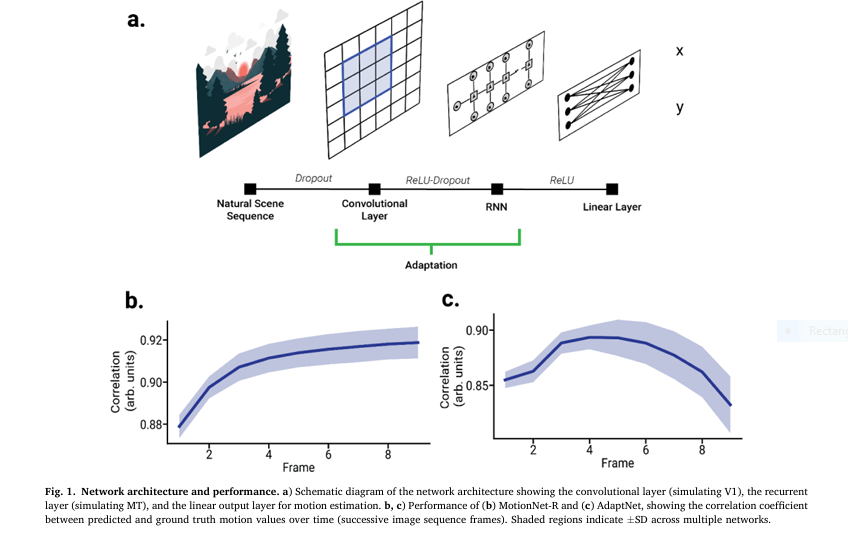 proposed model of Motion Processing and Neural Adaptation