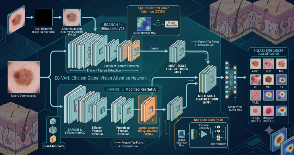 EG-VAN Explained, Dual Branch Attention for Skin Cancer Scans