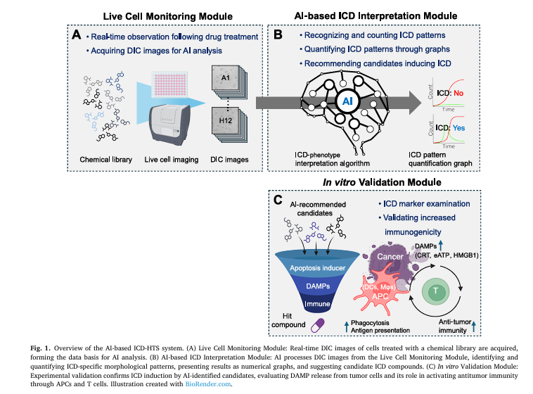 A high-resolution differential interference contrast (DIC) image of cancer cells undergoing immunogenic cell death, analyzed by an AI-powered detection system, highlighting swollen and ruptured cells in real time.