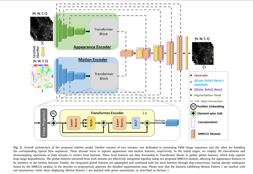 EmiNet AI model detecting moving bacteria in optical endomicroscopy images — a major leap in infection diagnosis.