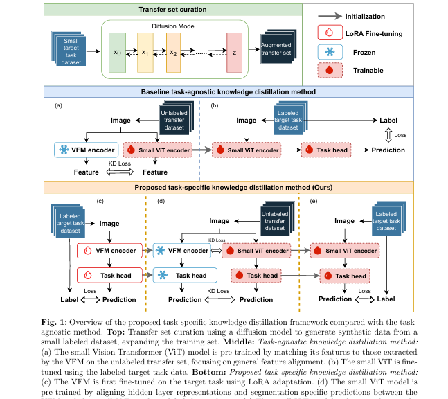 Visual illustration of task-specific knowledge distillation transferring learned features from a large Vision Foundation Model (SAM) to a lightweight ViT-Tiny for medical image segmentation.