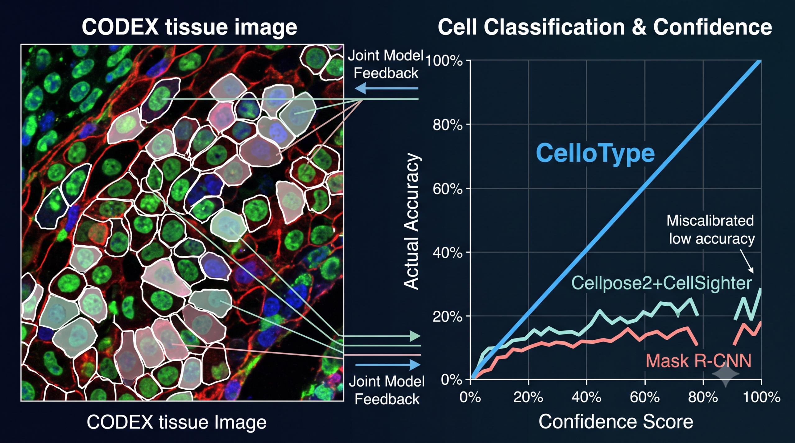 A multiplexed tissue image with cell segmentation boundaries outlined and each cell labeled with a predicted cell type and confidence score