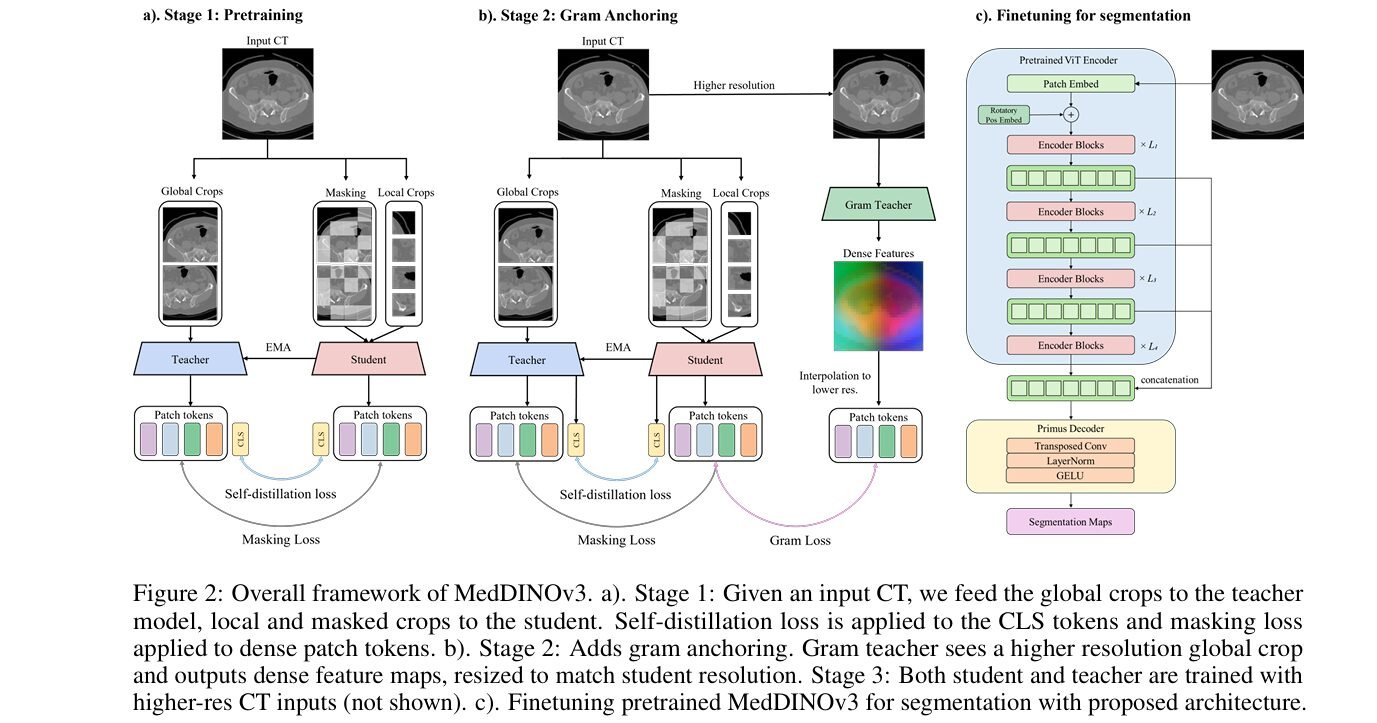 MedDINOv3 vision transformer architecture adapting DINOv3 for CT and MRI organ and tumor segmentation