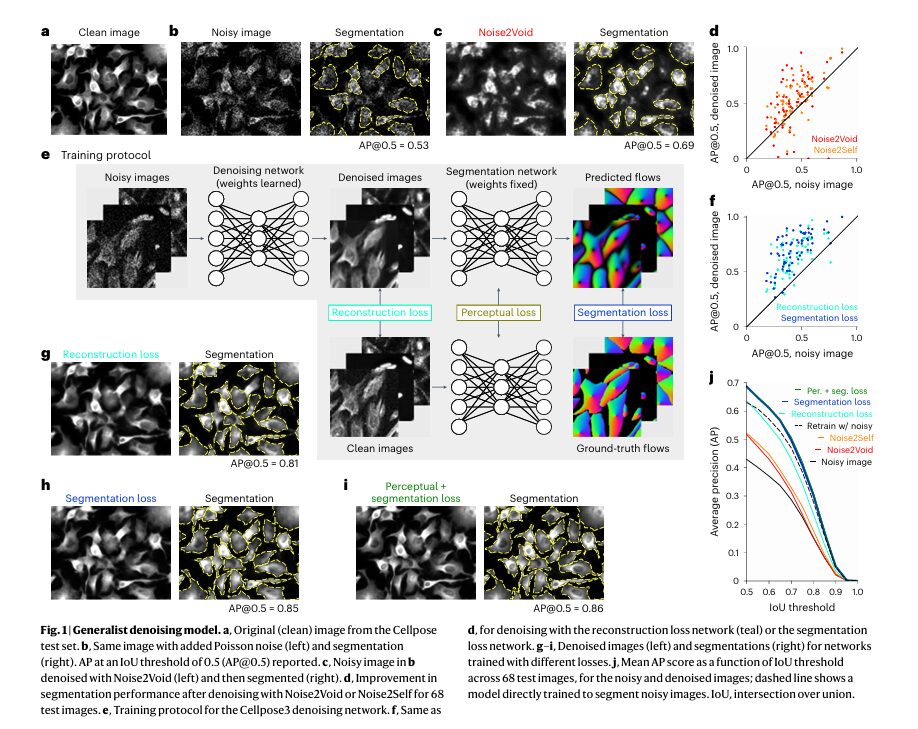 Cellpose3: The Revolutionary One-Click Solution for Restoring Noisy, Blurry, and Undersampled Microscopy Images