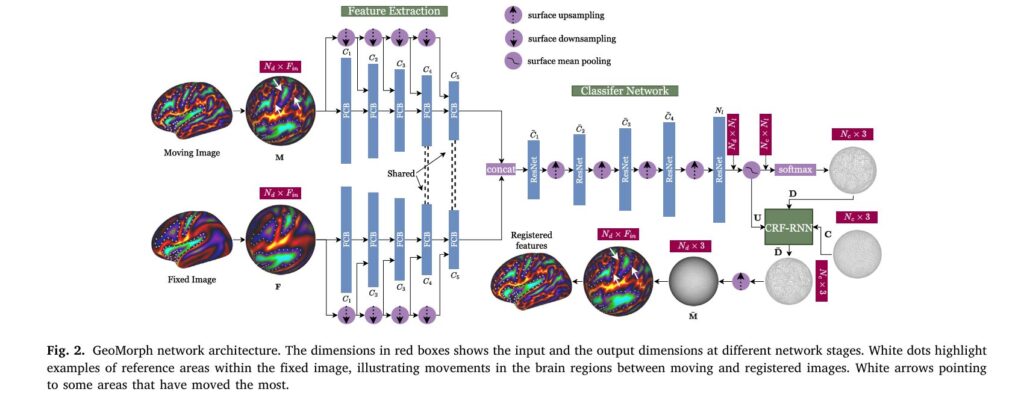 GeoMorph: Revolutionizing Cortical Surface Registration with Geometric Deep Learning
