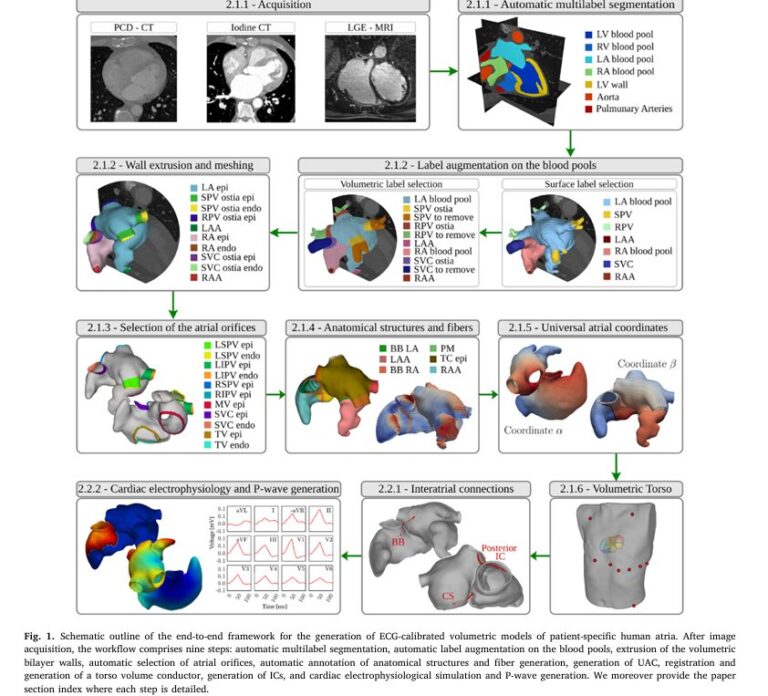 Creating Precision Cardiac Digital Twins: How Advanced Computational Models are Revolutionizing Atrial Electrophysiology Treatment