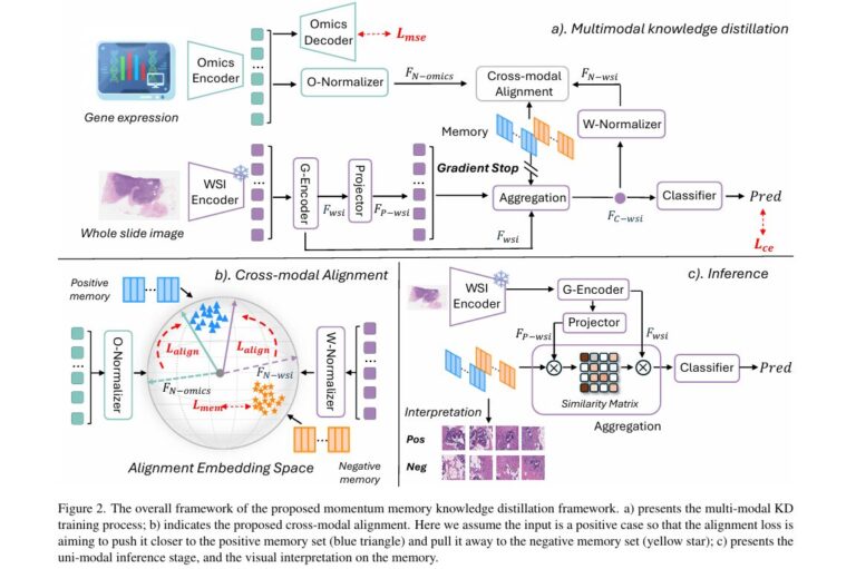 The overall framework of the proposed momentum memory knowledge distillation framework(MoMKD).