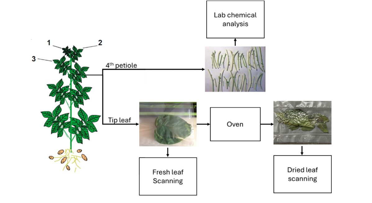 Stacked regression pipeline diagram showing MRMR feature selection, Lasso base layer, and XGBoost meta layer for potato nutrient estimation from NIRS spectra