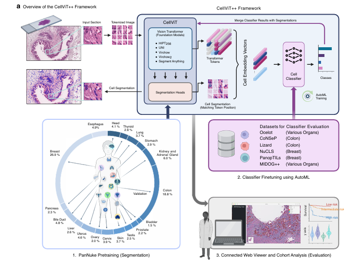 CellViT++: The AI That Learned to Read Cells Without a Pathologist’s Handbook.
