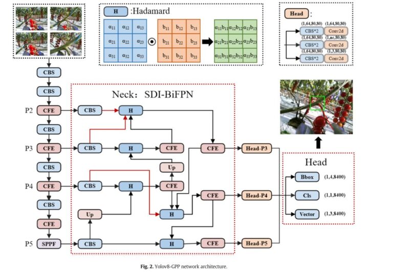 YOLO-GPP: The Tomato Harvesting Robot That Knows Where to Cut and How to Hold.