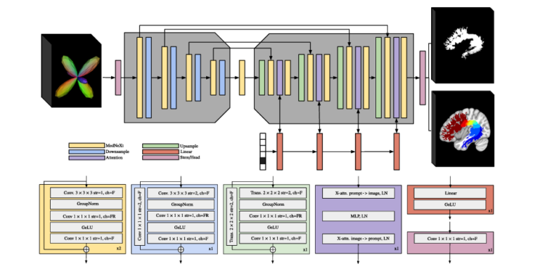 BundleParc: Tractography-Free White Matter Bundle Parcellation with MedNeXt + Cross-Attention