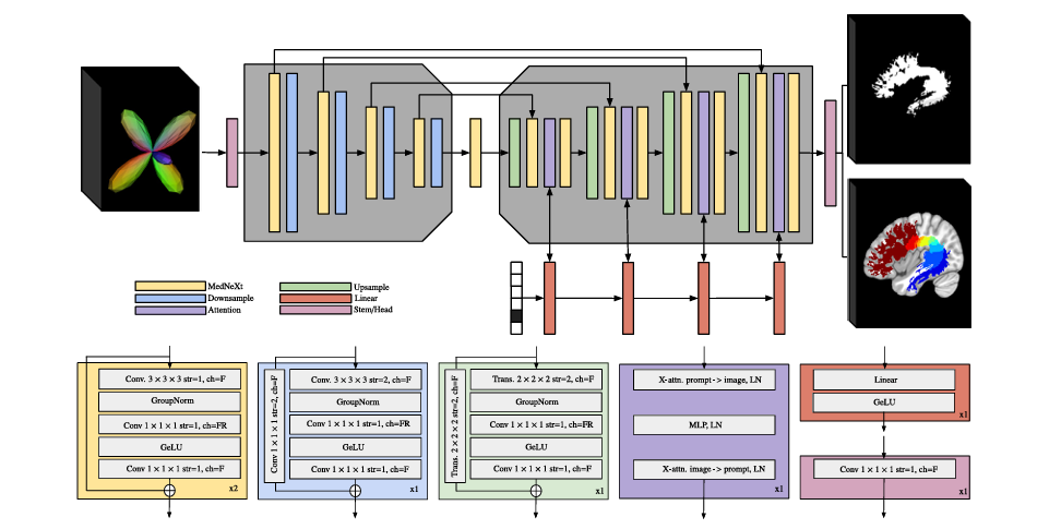 BundleParc: Tractography-Free White Matter Bundle Parcellation with MedNeXt + Cross-Attention