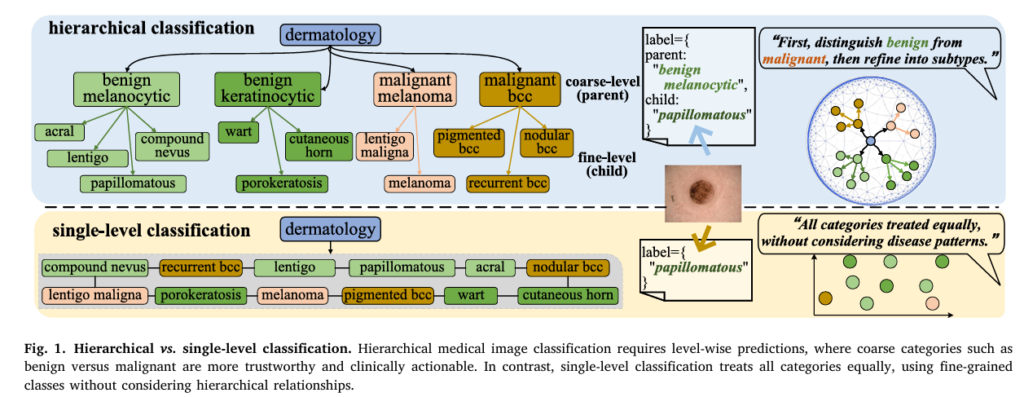 H2CL: Dual-Geometry Hyperbolic-Euclidean Image-Text Learning for Medical Hierarchical Classification.