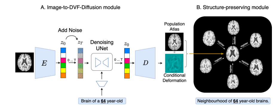 Diff-Def: Diffusion-Generated Deformation Fields for Conditional Brain Atlases.