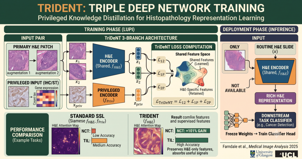 TriDeNT Taught a Pathology Model to Learn From Data It Will Never See Again.