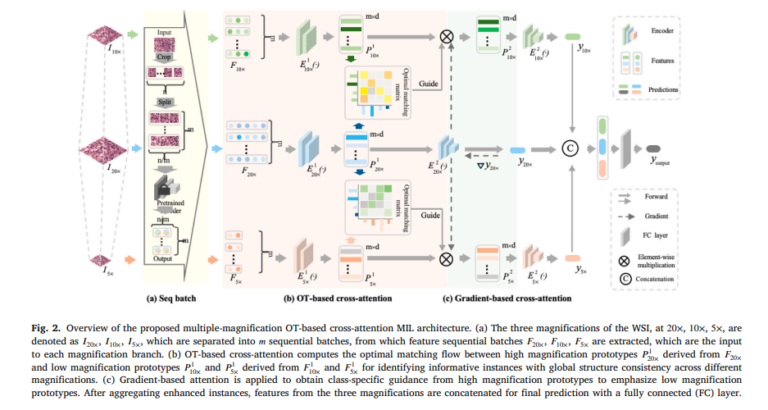 M2OTCA: How Multi-Magnification Optimal Transport Finally Made Whole Slide Image AI Work the Way Pathologists Think.